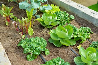 Organic vegetable garden with drip irrigation