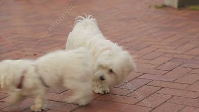 Two dogs on a leash getting acquainted, people enjoying walk with their pets