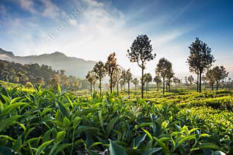 Tea plantation in Sri Lanka