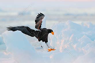 Eagle landing ice. Winter Japan with snow. Wildlife action behaviour scene from nature. Wildlife Japan. Steller`s sea eagle, bir