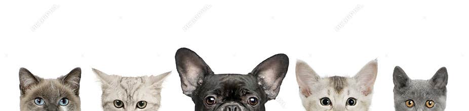 Dog head and cat heads