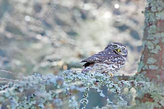 Winter scene with Little Owl, Athene noctua, in the white larch forest in central Europe. Portrait of small bird in the nature hab