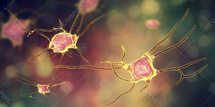 Neuron, brain cell