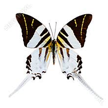 White butterfly tropical Graphium androcles, Indonesia