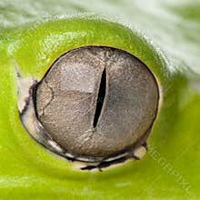 Close-up of Giant leaf frog eye