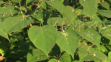 Knotweed Reynoutria and Fallopia japonica, invasive and expansive species of dangerous plants, leaves and fruits in the