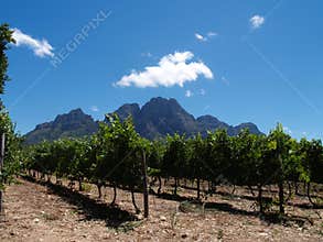 Beautiful vineyard in South Africa