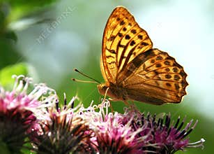 Beautiful nature scene