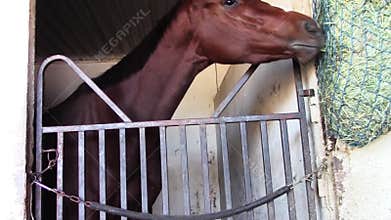 Young thoroughbred race horse eats hay in barn stall