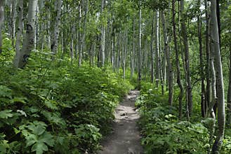 Hiking trail in Colorado Rocky Mountains