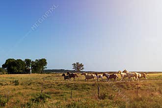 Horses in a ranch with an old barn in the background in rural Texas at sunset, USA