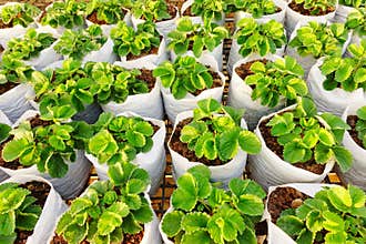 Strawberry tree planting