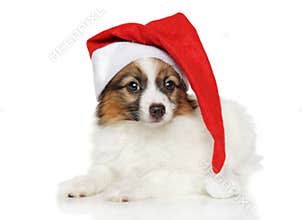 Papillon dog puppy in Santa hat on white background