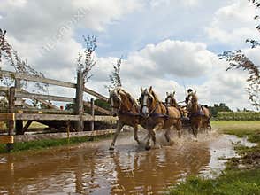 Driving team horses