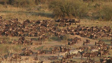 Annual great migration in Kenya