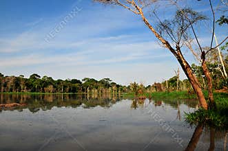 Amazon Jungle Typical View (The Amazonia)