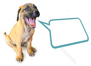 Talking puppy isolated on white background