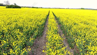 Aerial video clip flying across field of oilseed yellow flowers