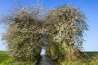 Blooming cherry trees on clear day with blue sky in spring. Path with wild white cherry trees blossoms tunnel.