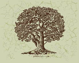 Oak tree