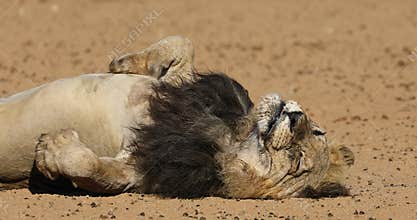 Sleeping male African lion