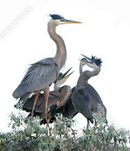 Young Great Blue Heron Birds