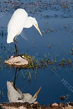 Yellow billed egret