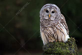 Barred Owl
