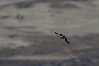 Fratercula arctica, Puffin of Iceland