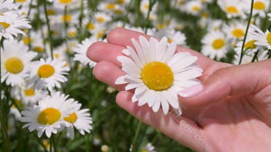 Female Hands Holding A Daisy And A Finger Gently Stroking The Petals Of A Flower