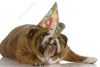 Birthday dog blowing horn