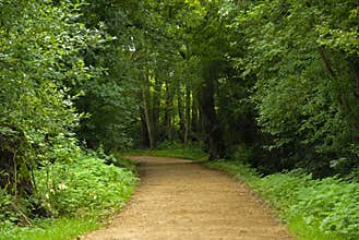 In the woods