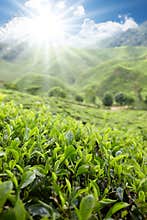 Tea farm