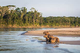 Manu National Park, Peru - August 06, 2017: Family of Capybara a