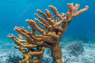 Elkhorn coral Acropora palmata