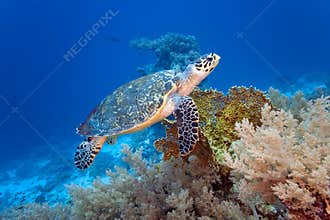 Sea turtle on the coral reef