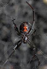 Black Widow Spider