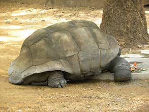 Galapagos giant tortoise Testudo Elephantopus