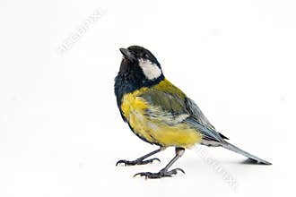 Male great tit, Parus major, isolated on white, bird.