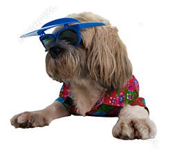 Dog shih tzu with cloth and sunglass