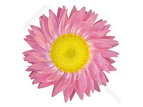 Design Elements: Pink Flower Head