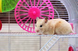 Hamster