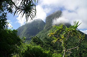 Moorea Jungle and Mountains