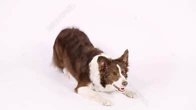 Border Collie dog performs the command ` bow `