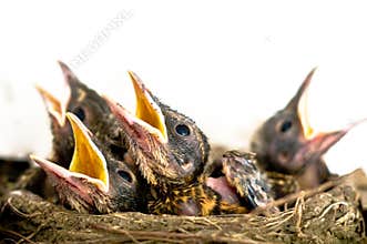 Baby birds