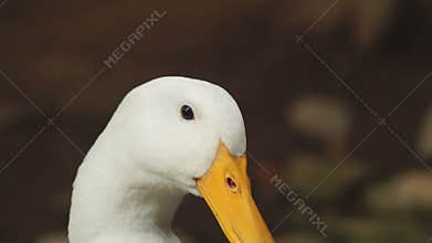 Head of Peking duck having break, resting under shade. close up