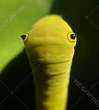 Caterpillar head macro shot