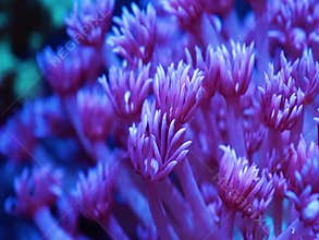 Light blue goniopora stony coral pan