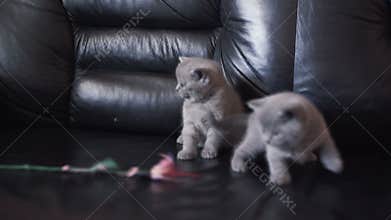 Portrait of three little scottish straight cats playing on the sofa