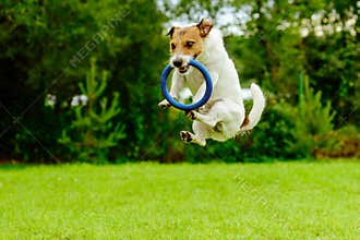 Funny dog in jumping motion catching ring toss toy